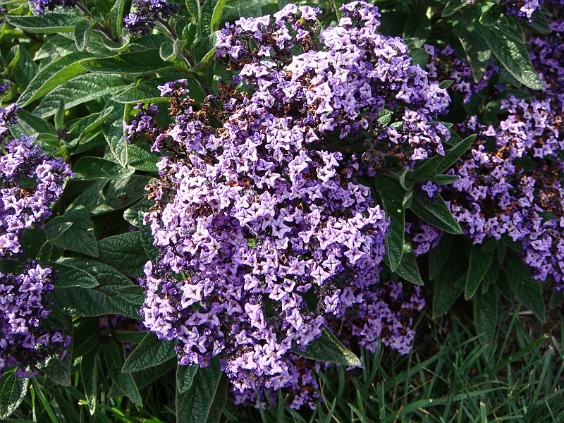 182 Longwood Gardens [2008 August 23].JPG - Longwood Gardens in Pennsylvania